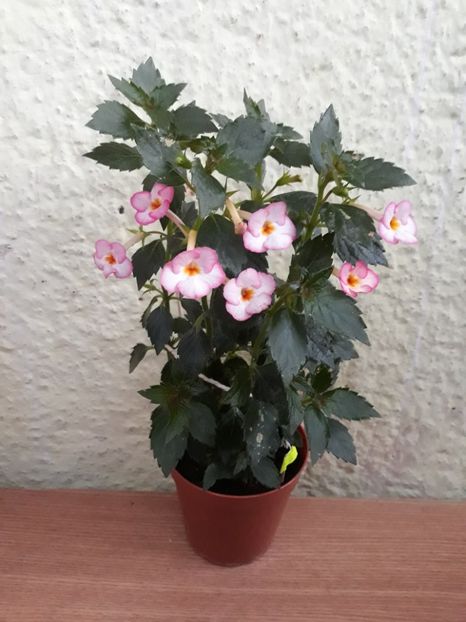  - 001 2021 - Ivory Blush