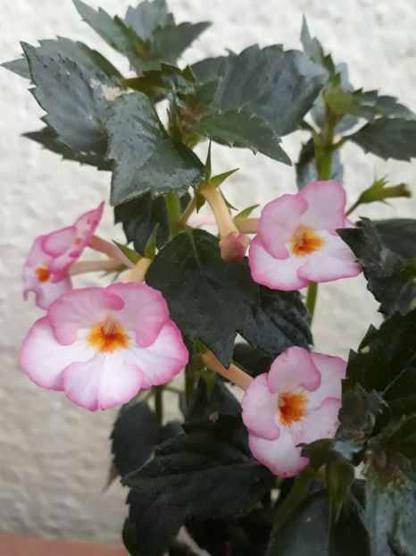  - 001 2021 - Ivory Blush