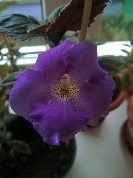 Texas Blue Bayou - Achimenes si Achimenantha 2019