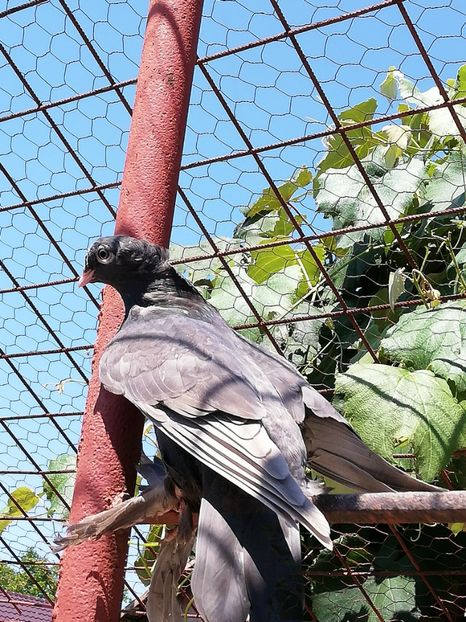  - Botoșăneni Pui 2019