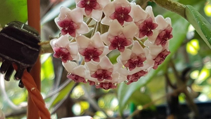 thumbnail (30) - HOYA 2019