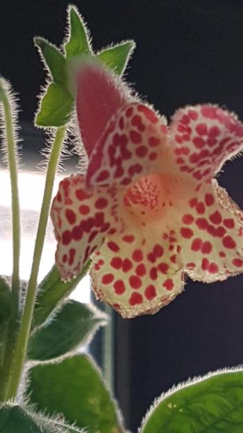 thumbnail (2) - KOHLERIA 2019