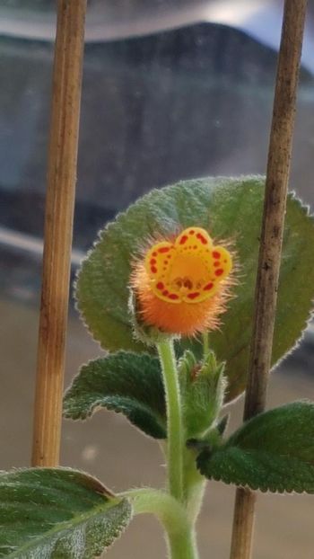 thumbnail (20) - KOHLERIA 2019