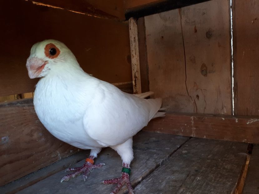 M vîndut - I3 _ tineret 2019