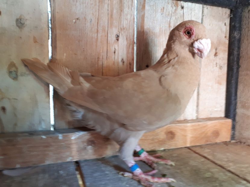 M - I3 _ tineret 2019