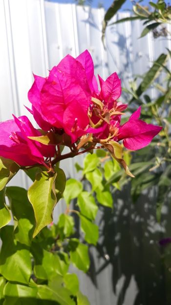  - Bougainvillea 2019-2020