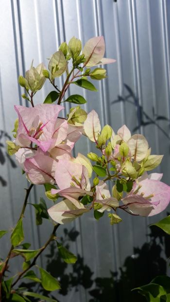  - Bougainvillea 2019-2020