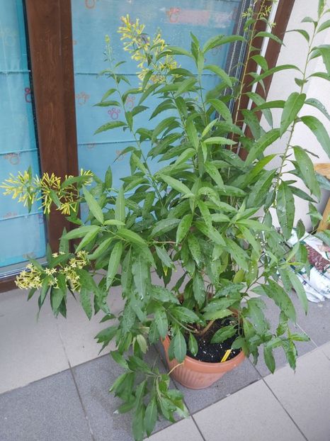  - Cestrum aurantiacum