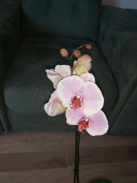 Ph 211 Romance - phalaenopsis