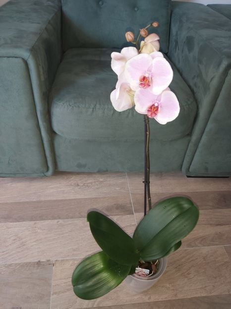  - phalaenopsis