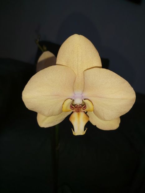  - phalaenopsis
