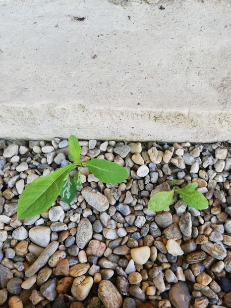  - Asemănări și deosebiri