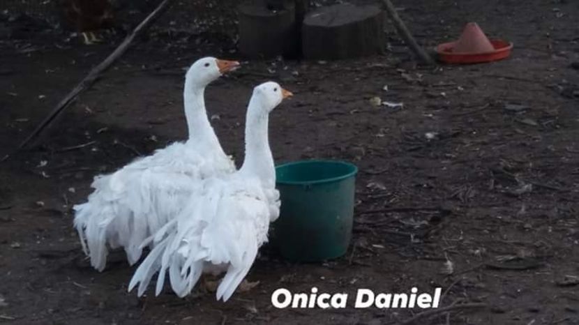  - Gâște frizate danubiene