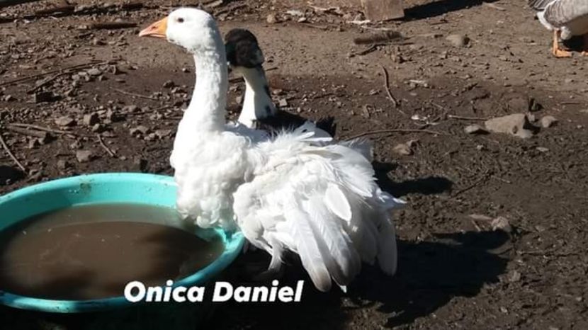  - Gâște frizate danubiene