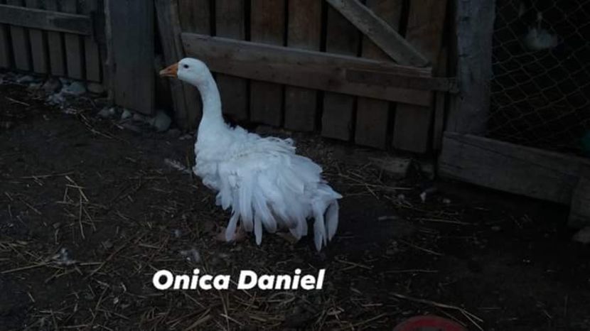  - Gâște frizate danubiene