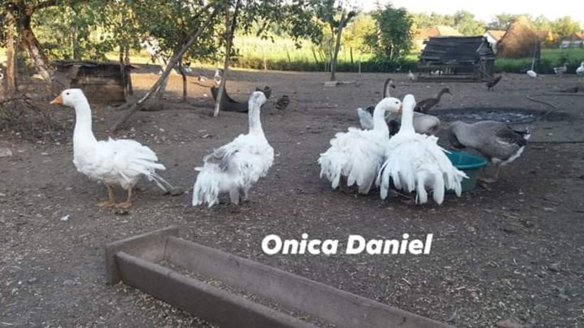  - Gâște frizate danubiene
