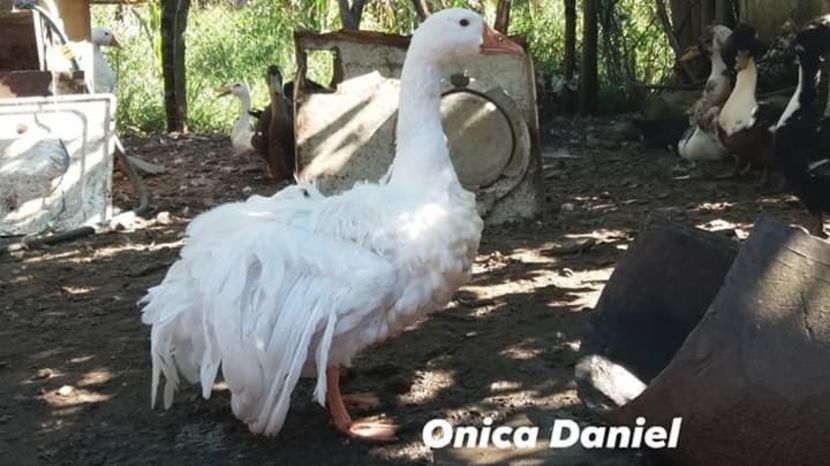  - Gâște frizate danubiene