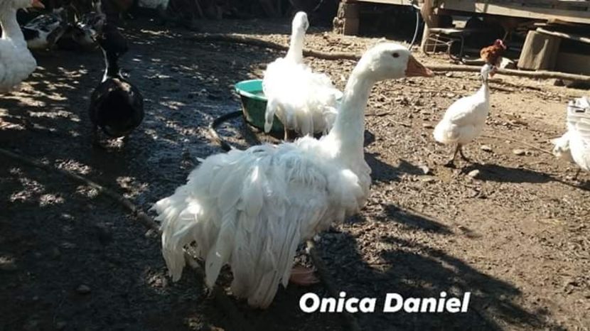  - Gâște frizate danubiene