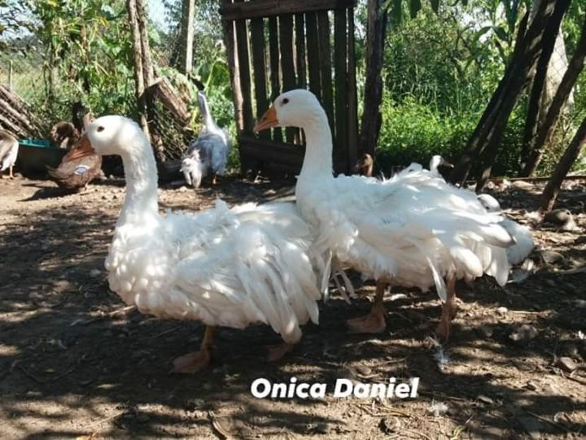  - Gâște frizate danubiene