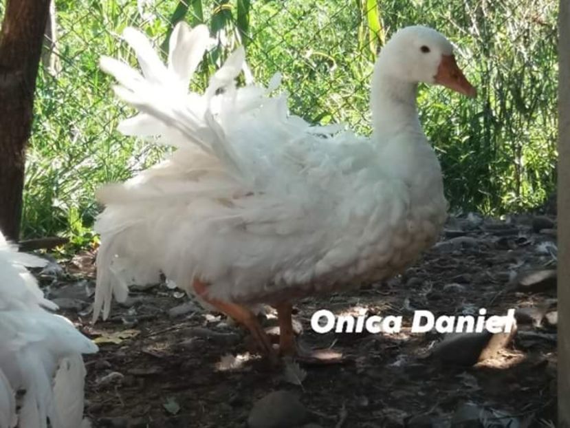 O adiere de vânt - Gâște frizate danubiene