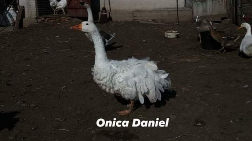  - Gâște frizate danubiene