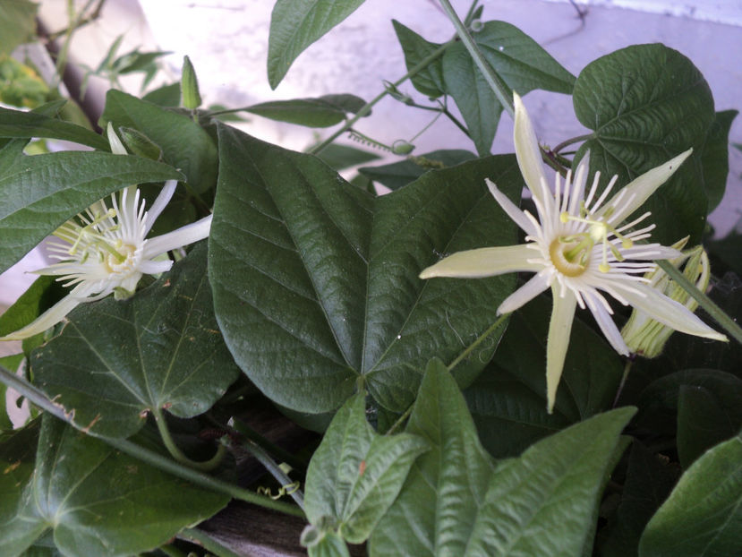 12 aug.2019 - PASSIFLORA