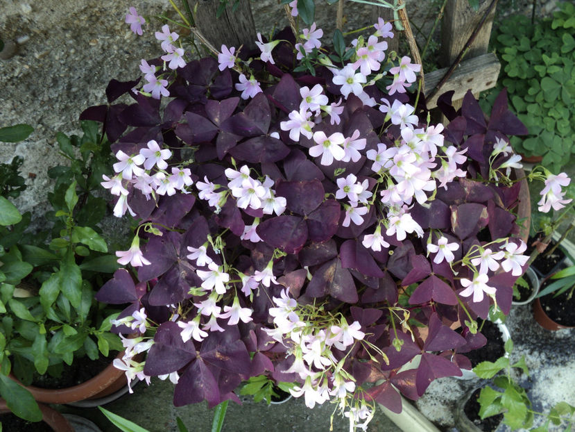 poze 2015 230 - OXALIS