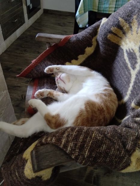 Porto - Micile mele feline 2019