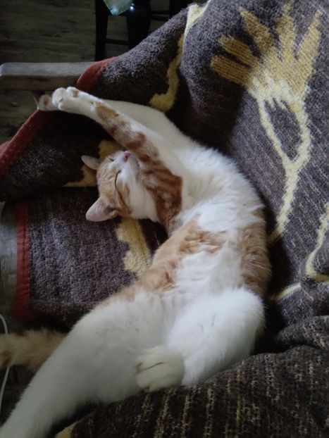  - Micile mele feline 2019