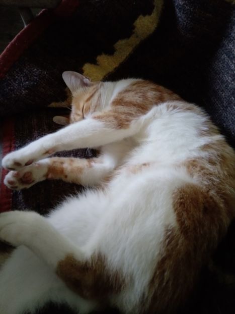  - Micile mele feline 2019