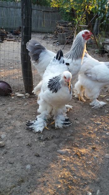  - Tineret 2019