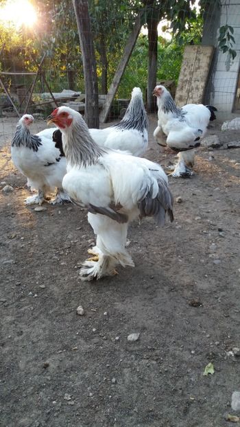  - Tineret 2019