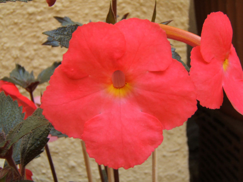 Flamenco 2019 - Achimenes flori