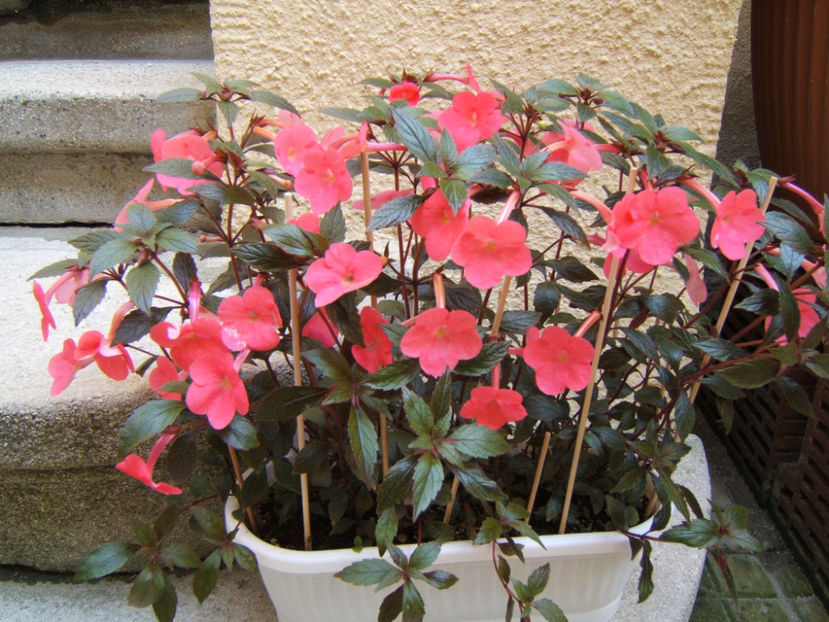 Tarantella 2019 - Achimenes flori