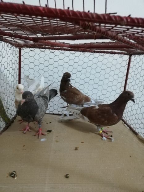  - Porumbei Gutani Pui 2019