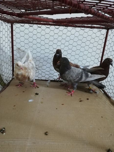  - Porumbei Gutani Pui 2019