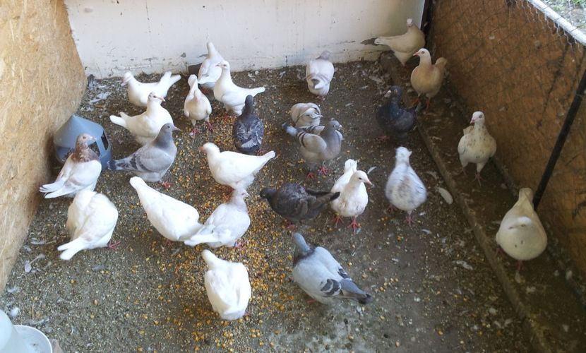  - 04 PUI TEXANI 2019