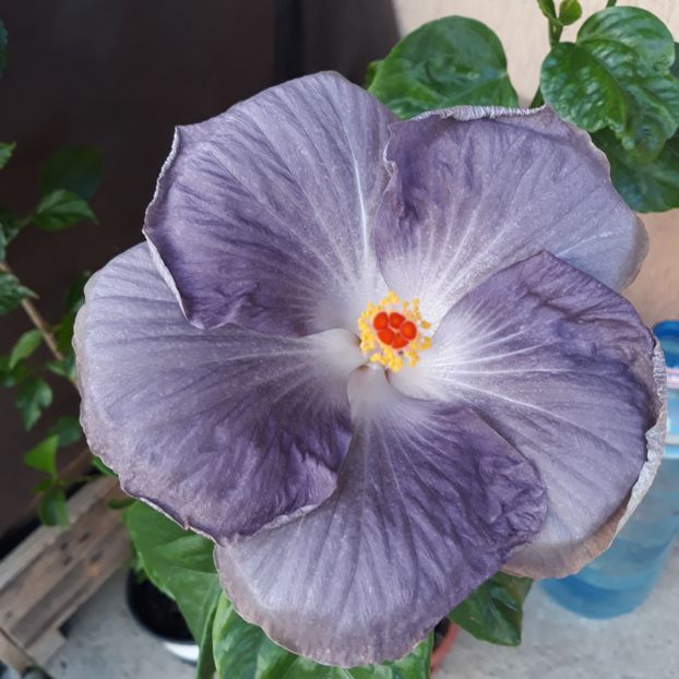 - Hibi Moorea Mangy Blue