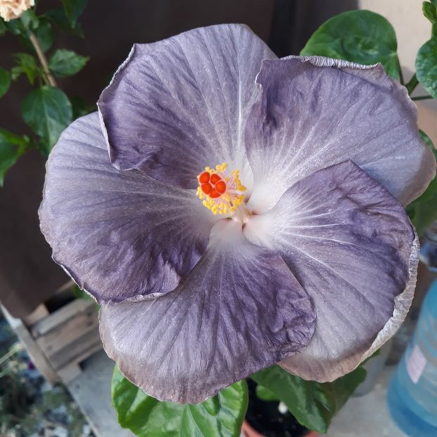  - Hibi Moorea Mangy Blue