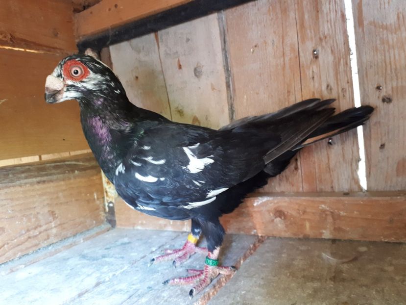 M vîndut - I3 _ tineret 2019