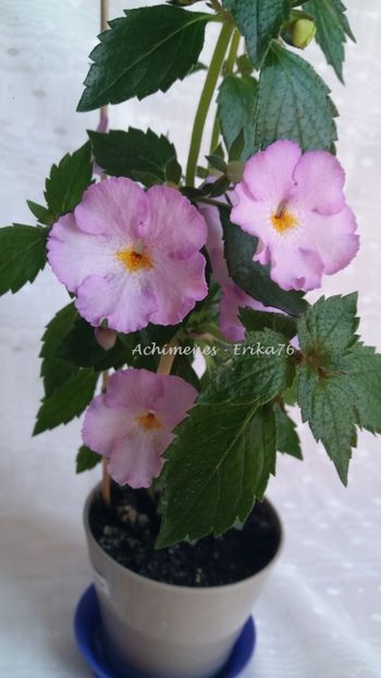 2019 - Lavander Flame