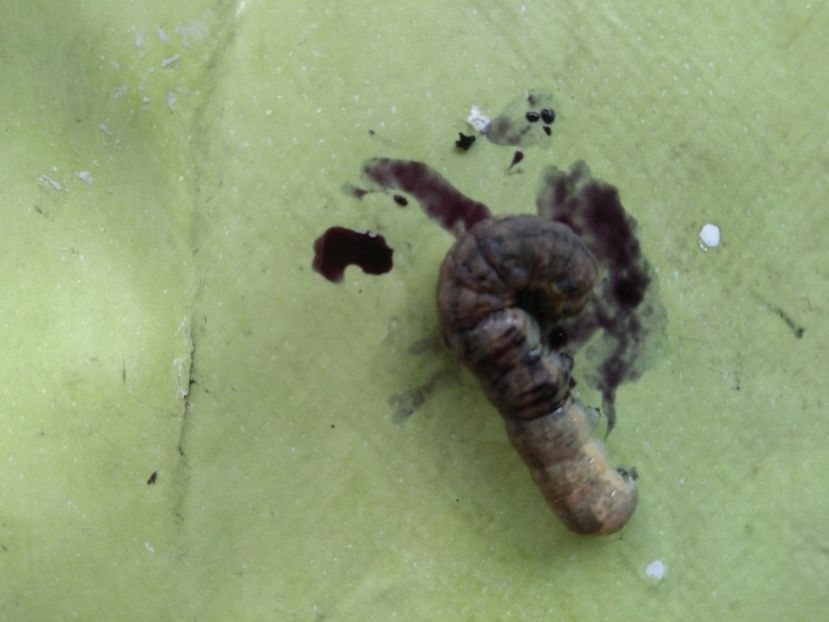  - tot cu dulce si flori