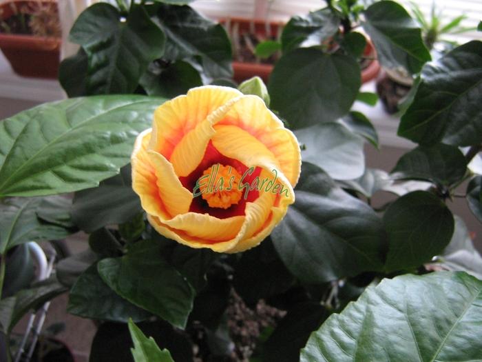  - Hibiscus Sierra