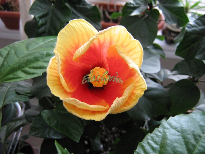  - Hibiscus Sierra