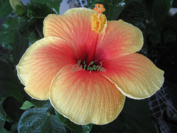  - Hibiscus Sierra