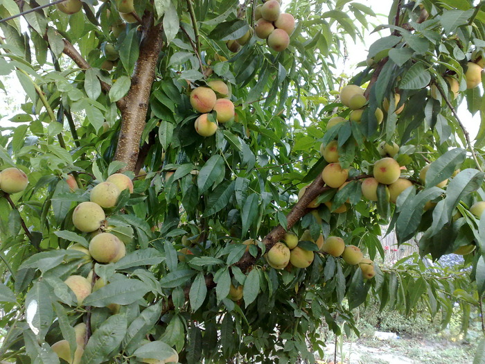 20 sept-piersici - RECOLTE