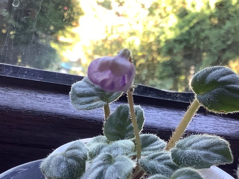  - Rob s Mirriwinni ch