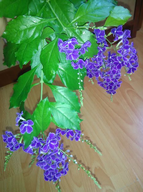  - Duranta repens