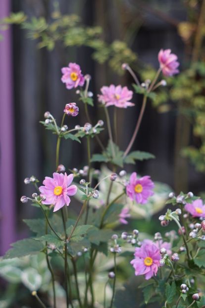 anemone japonica prinz heinrich - August 2019- August 2020