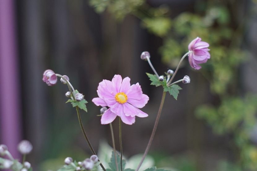 anemone japonica prinz heinrich - August 2019- August 2020